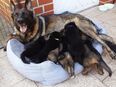 Schäferhund welpen in 48683