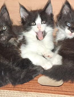 Knuddelalarm! Typvolle Maine Coon Kitten schwarz/weiß abzugeben - Hörselberg-Hainich