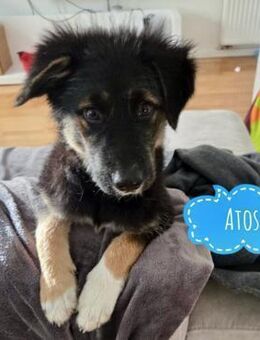 Atos - absolut Familien geeignet - Flörsheim-Dalsheim