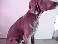 Weimaraner 4 Monate - Rostock Lichtenhagen