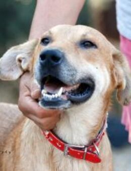 Sifis sucht sein Glück! - Krefeld