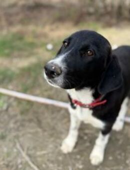 Mr. Big kleiner Schauspieler - Eixen