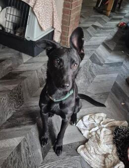 Verspielter Samu - Eichenzell