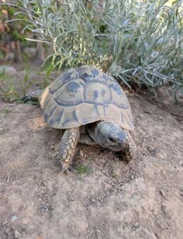weibliche Griechische Landschildkröte - adultes THB Weibchen - Aldenhoven