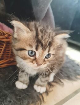 Bildschöne Angora Kitten - Gelsenkirchen