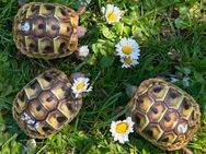 Griechische Landschildkröten Schildkröte - Mähring