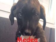 Medea - 10 Babies und Mama in Not - Mettmann