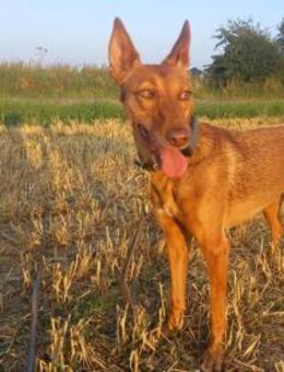 ZORA - Langen (Hessen)