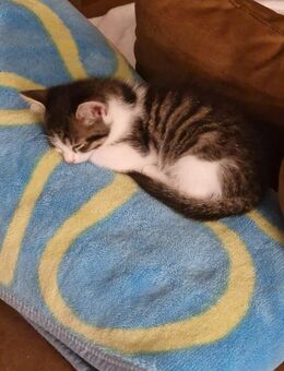 Kitten abzugeben - Strausberg