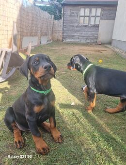 Dobermann Welpen - Breddin