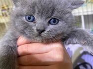 BKH Kitten Abgabebereit ab 26.7.24 - Mögglingen