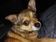CHIHUAHUA MIX - Stolberg (Rheinland, Kupferstadt)