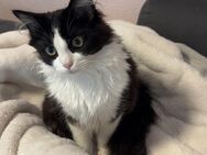 Ragdoll / Maine Coon - Crailsheim