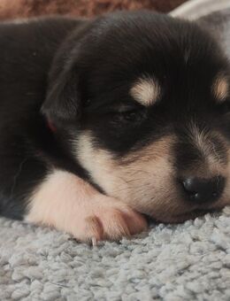 Bordercollie-Labrador Mischling - Walderbach