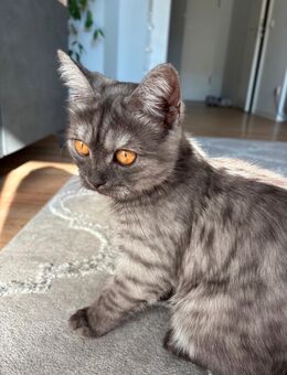 Kleine Katze 5 Monaten alt sucht ein Zuhause - Berlin