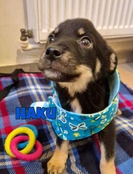 Haku sucht seine Familie ♥️ - Neuberg