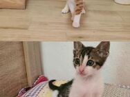 Charlie aus dem Tierschutz - Grevenbroich
