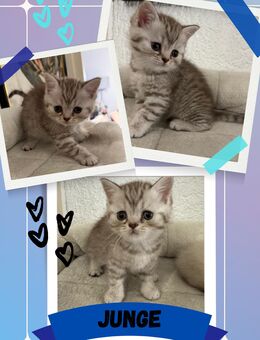 British Kurzhaar Katze Kitten BKH Kitten Katzen Babys - Frankfurt (Main) Schwanheim
