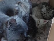 BKH Katze, BKH Kitten, Katzenbabys - Esslingen (Neckar)