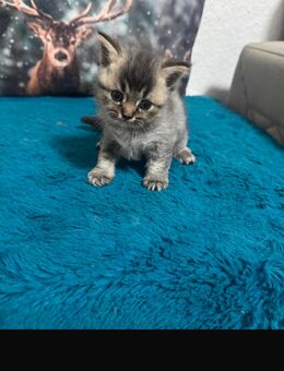 Baby kitten sucht ein schönes zuhause ❤️ - Wiesbaden