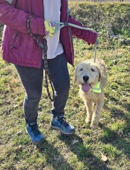 Lieber BENJI wunderbarer Familienhund♥️ - München
