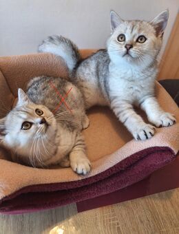 Reinrassige BKH Kitten - Ingolstadt