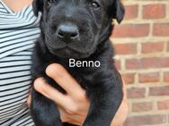 Labrador Mix Welpen - Oranienbaum-Wörlitz