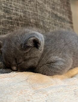 Reinrassige Britisch Kurzhaar (BKH) Kitten zu verkaufen – geboren am 04.05.2025 - Mönchengladbach