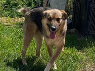 💫Zauberhafte Nash💫 NOTFALL 🆘 - Eislingen (Fils)