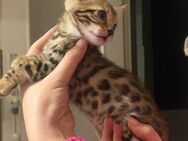 Bengal Kitten männlich - Hamburg