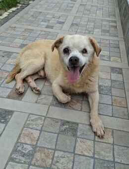 Opa PomPom - Seniorenplatz gesucht - Höchst (Odenwald)