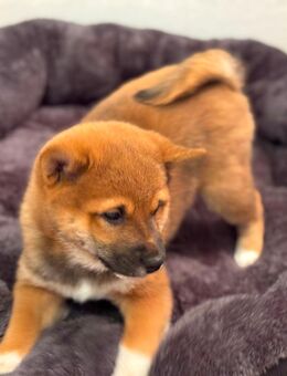 Reinrassige Shiba-Inu-Welpen - Viernheim