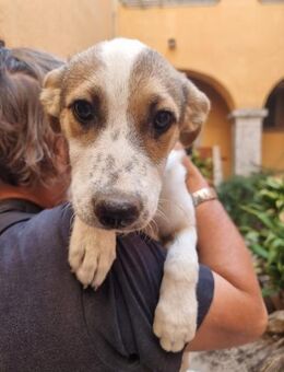 Carina - kleines Mädchen sucht ❤️Mensch - Grevenbroich
