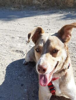 Birdy- agil, verschmust und verspielt - Haan