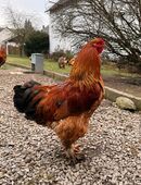 Reinrassiger Brahma Hahn rebhuhnfarbig in 56346