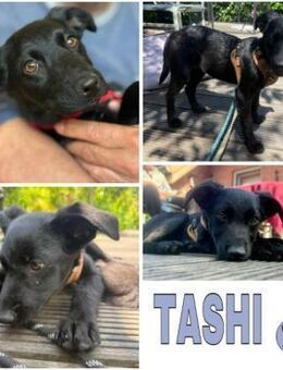 TASHI -rundum tolles Hundekind- - Duisburg
