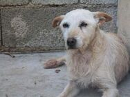 Die Katzenfreundin Lluvia sucht Zuhause - München