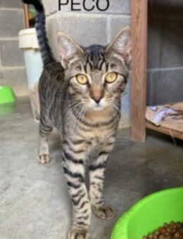 Peco möchte zu Dir ziehen - Aichwald