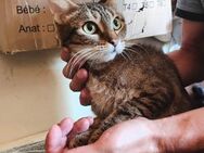 🆘NOTFALL Katzenschönheit Shakti🆘 - Eislingen (Fils)