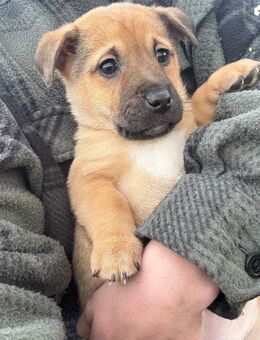 Noch 5 bezaubernde Mischlingswelpen suchen liebevolles Zuhause - Borken