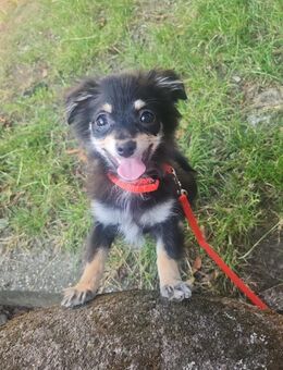 Pomchi 4 Monate Rüde - Essen