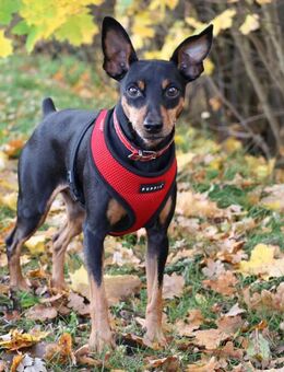 Klausi - Prager Rattler - 4 Jahre - Tierhilfe Franken e.V. - Lauf (Pegnitz) Zentrum