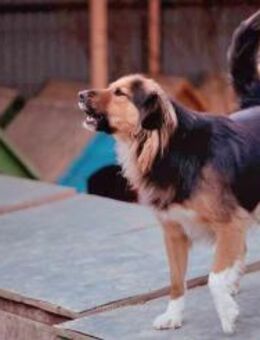 Jasper - Muss vertrauen wieder lernen - Blankenheim (Nordrhein-Westfalen)