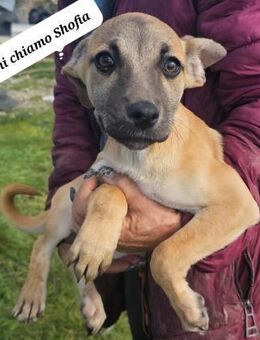 Shofia 💛💛💛 bereit für eigenes Zuhause - Bad Karlshafen