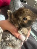 Löwenköpfchen zwergkaninchen Hasen in 66701