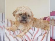 Shih Tzu LEO: katzenverträglich + lieb! - Meinerzhagen