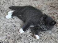 BKH Kitten in Grau weiß gefleckt - Köln