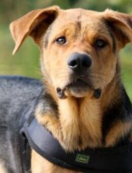 ARCO ❤️ Pflegestelle & Zuhause gesucht! - Neudenau