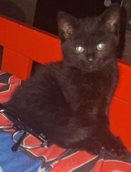 Schwarze kitten zum verkaufen Ulm - Ulm