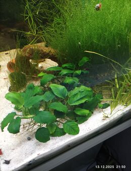 schöne Anubias nana Zwergspeerblatt - Marsberg